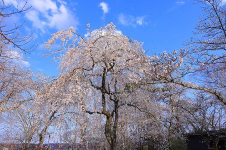 Foto de Flores de cerezo en el castillo Shiroishi, un castillo restaurado del siglo XVI en Masuokacho, Shiroishi, Miyagi, Japón - Imagen libre de derechos