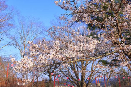 Kirschblüten auf Shiroishi Castle, einer restaurierten Burg aus dem 16. Jahrhundert in Masuokacho, Shiroishi, Miyagi, Japan