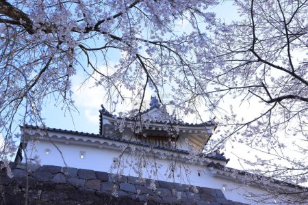 Flores de cerezo en el castillo Shiroishi, un castillo restaurado del siglo XVI en Masuokacho, Shiroishi, Miyagi, Japón
