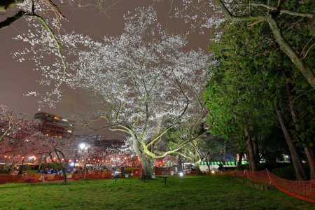 Téléchargez les photos : Fleurs de cerisier près du parc Tsutsujigaoka à Gorin, quartier Miyagino, Sendai, Miyagi, Japon - en image libre de droit