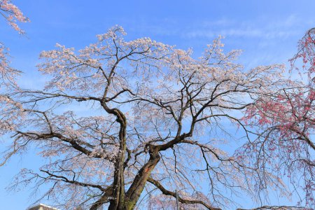 Téléchargez les photos : Fleurs de cerisier près du parc Tsutsujigaoka à Gorin, quartier Miyagino, Sendai, Miyagi, Japon - en image libre de droit