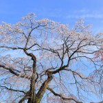 Cherry blossoms near Tsutsujigaoka Park at Gorin, Miyagino Ward, Sendai, Miyagi, Japan