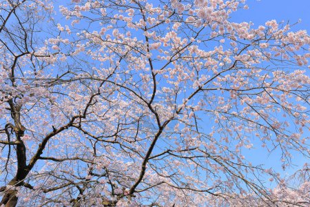 Kirschblüten in der Nähe des Tsutsujigaoka Parks in Gorin, Miyagino Ward, Sendai, Miyagi, Japan