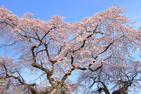 Flores de cerezo cerca del Parque Tsutsujigaoka en Gorin, Miyagino Ward, Sendai, Miyagi, Japón