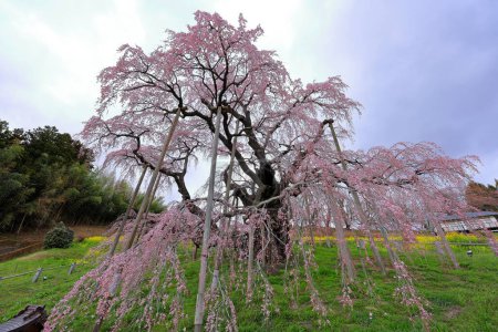 Téléchargez les photos : Miharu Takizakura, (cerisier de plus de 1000 ans) à Sakurakubo, Taki, Miharu, district de Tamura, Fukushima, Japon - en image libre de droit