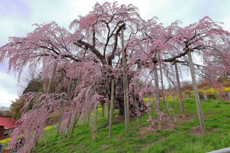 Téléchargez les photos : Miharu Takizakura, (cerisier de plus de 1000 ans) à Sakurakubo, Taki, Miharu, district de Tamura, Fukushima, Japon - en image libre de droit