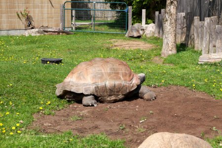 Photo for Turtle walking on the ground in a zoo - Royalty Free Image