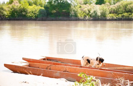 Photo for Irish red and white setter standing in old red skiff, moored on pier in sunny day. Side view of excited spotted dog enjoying boat trip, while floating on boat alone. Concept of pet dog adventure. - Royalty Free Image