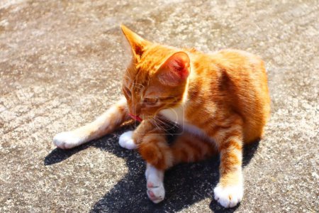 Téléchargez les photos : Mignon chat fond couché jouir - en image libre de droit