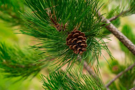 Nahaufnahme eines braunen reifen Kegels, der an einem grünen Nadelbaum im Wald hängt
