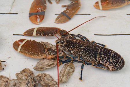 Close-up of a brown crayfish in a white aquarium of a seafood restaurant. Sea products on the market. Fresh seafood.