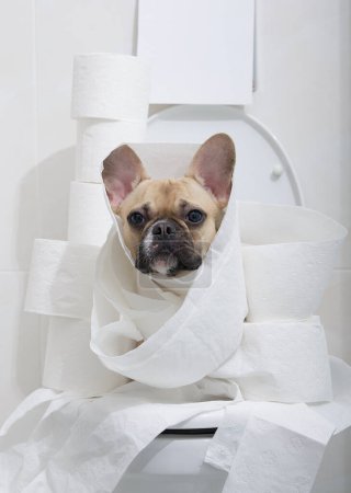 A dog of the French Bulldog breed, wrapped in tens of meters of soft white toilet paper, sits on the toilet among many rolls and looks at the camera in surprise. Lots of white toilet paper.