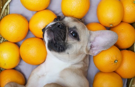 The French Bulldog dog, covering his eyes, lies relaxed on his back among ripe orange oranges and furtively looks into the camera. Shelf in a supermarket with a lot of large fresh fruits.