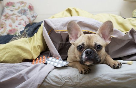 The bulldog dog lies in bed under the covers gazing intently into the camera. The French bulldog lies, covered with a warm blanket, and nearby are pills in different packages.