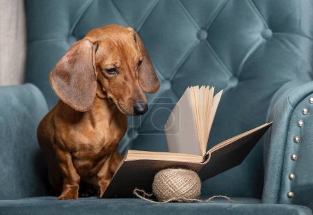 Téléchargez les photos : Dachshund chien lit attentivement un livre assis dans une chaise confortable dans le salon. Photographie studio d'un chien rouge curieux. - en image libre de droit