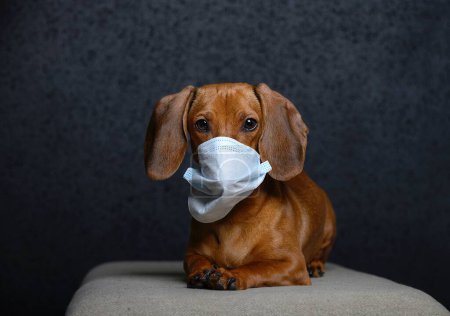 Dachshund hunting dog lies in a protective gauze bandage against the virus and carefully looks directly into the camera. Black background, studio shooting, isolate.