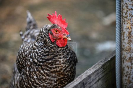 Photo for A large hen with gray plumage walks around the farm's poultry yard. Close-up of a bird, blurred background. - Royalty Free Image