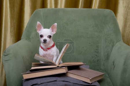 Téléchargez les photos : Un petit chien décoratif de la race Chihuahua est assis dans une chaise verte confortable et lit attentivement un livre qui se trouve devant lui. Un chien blanc lit dans le salon. - en image libre de droit