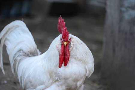 Photo for A large white rooster with a red crest belligerently looks straight into the camera as it walks through the poultry yard on a country farm. Blurred photo background. - Royalty Free Image