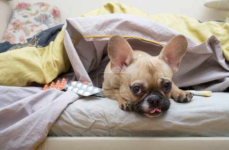 Dog bulldog sticking out his tongue lies in bed under the covers calmly looking into the camera. The French bulldog lies, covered with a warm blanket, and nearby are pills in different packages.