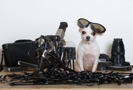 Photo for A small white Chihuahua dog with glasses on his head sits entangled in a black thin video film, and next to him is an old film video camera. Videotape entangled dog and video camera. - Royalty Free Image