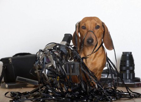 Photo for A hunting dog of the Dachshund breed sits entangled in a black thin video film, and an old film video camera stands nearby. A dog and a video camera got entangled in the tape. - Royalty Free Image