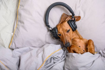 Dachshund hunting dog listens attentively to music in headphones while lying in bed with gray linens and looks tiredly to the side. Red dog poses for a horizontal photo.