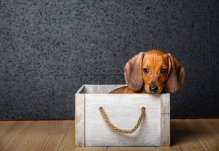 A young puppy of a dachshund dog sits in a box as a gift on a dark background. Studio photo of a box with a dog during a delivery.