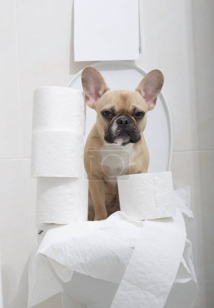 Foto de Un bulldog francés se sienta en un inodoro en un baño, rodeado de muchos rollos de papel higiénico blanco, y mirando tranquilamente directamente a la cámara. El perro está en el baño.. - Imagen libre de derechos