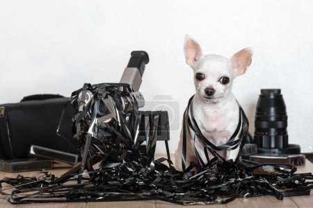 Photo for A small white Chihuahua dog sits entangled in a black thin film film, and an old film video camera stands nearby. The film confused the dog and the camera. - Royalty Free Image