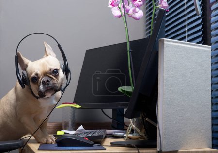 Französische Bulldogge arbeitet Nachtschicht in der Online-Telefonbetreuung, sitzt auf einem Schreibtisch mit einem Headset auf dem Kopf und blickt müde in die Kamera. Der Hund neigte seinen Kopf im Licht der elektrischen Lampe.