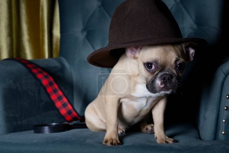 Un bouledogue français sous la forme d'un détective est assis avec un chapeau noir dans un salon faiblement éclairé dans un fauteuil confortable et regarde dans la caméra. Il y a une loupe à côté du chien.