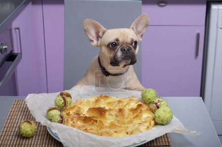 Dog french bulldog posing with freshly prepared delicious pie in cozy home kitchen looking away. Prickly green chestnuts lie around the dish, creating an autumnal mood.