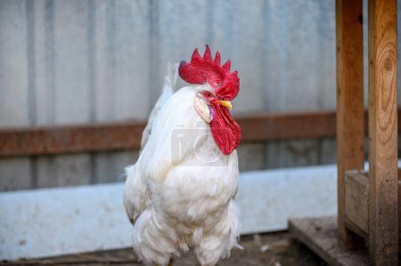 Photo for A large white rooster with a red crest looks intently out walking in the bird yard at a country farm. The background of the photo is blurry. - Royalty Free Image