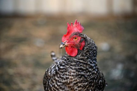 Photo for A chicken with mottled plumage and a red comb in a blurry background looks intently into the camera while walking in a farmyard. A chicken on a walk in cool weather. - Royalty Free Image