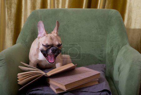 Téléchargez les photos : Bulldog chien rit à un livre tout en étant assis dans une chaise verte confortable. Bouledogue français lit dans le salon. - en image libre de droit
