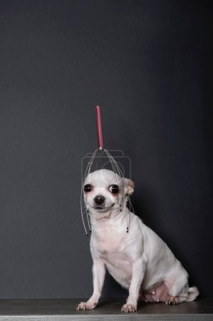 Téléchargez les photos : Masseur de tête sur la tête d'un petit chien chihuahua blanc lors d'une séance de massage relaxant. Le chien pose sur un fond noir dans un studio photo. - en image libre de droit
