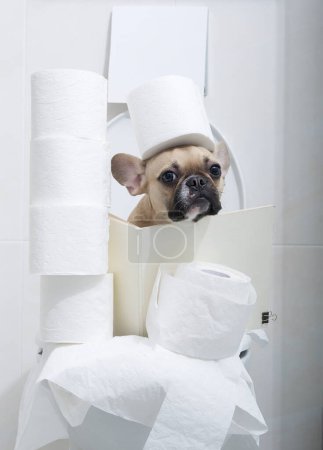 Foto de El bulldog dog se sienta en el baño en el cuarto de baño entre muchos rollos de papel y sostiene un rollo en su cabeza. El perro mira tranquilamente a la cámara. - Imagen libre de derechos