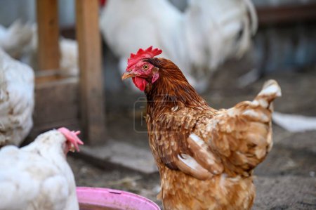 Photo for A beautiful hen with a red crest and brown feathers walks around the farmyard among the white chickens. Close-up of the bird, blurred background. - Royalty Free Image