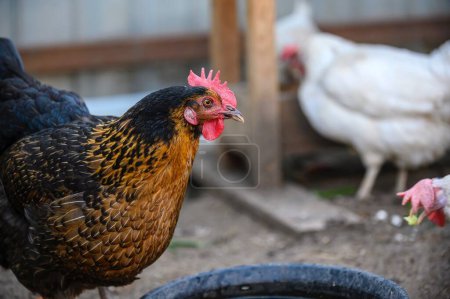 Photo for A beautiful hen with a red comb and brown with black feathers walks around the farmyard among the white chickens. Close-up of the bird, blurred background. - Royalty Free Image