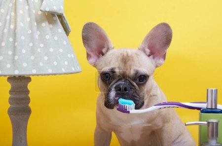 Bulldogge putzt seine Zähne sitzend auf gelbem Grund neben einer Zahnbürste mit blauer Zahnpasta. Der Hund starrt in die Kamera.