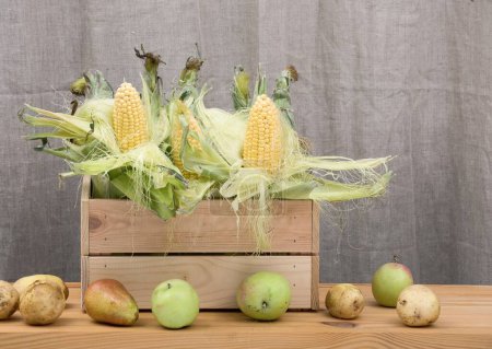 Photo for A wooden box made of rough unfinished wood full of fresh young corn with green leaves and juicy autumn pears and green apples brought from the field. Studio photo. - Royalty Free Image