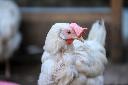 Photo for A chicken with white plumage and a red comb walks in a farmyard and tilts its head and looks intently into the camera. Close-up of the bird, blurred background. - Royalty Free Image