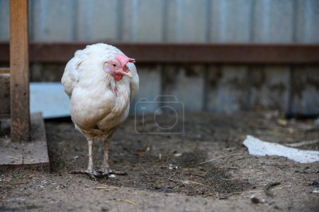 Photo for A chicken with white plumage and a red comb stands alone during a walk in a farmyard, shrunken from the cold. Blurry background. - Royalty Free Image
