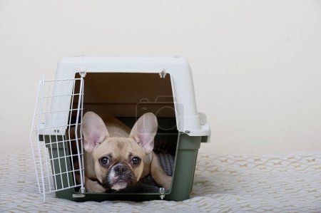 A dog of the French Bulldog breed lies in a large plastic box for transporting animals and looks attentively into the camera while lying on a soft bedding. The dog is ready to travel.
