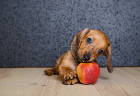 Téléchargez les photos : A young brown dachshund is amusingly trying to nibble on a large ripe apple, looking attentively straight into the camera. Studio photo of a hungry dog eating fruit. - en image libre de droit