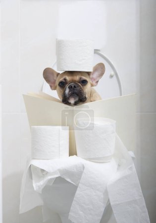 Photo for Funny French Bulldog, wide open his big black eyes, reads an interesting book while sitting on the toilet in the toilet, wrapped in numerous rolls of white toilet paper. - Royalty Free Image
