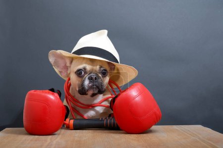 Téléchargez les photos : A French Bulldog breed dog in red boxing gloves, with a red jump rope around his neck and a stylish hat on his head poses while sitting at a wooden table before the start of the fight. - en image libre de droit