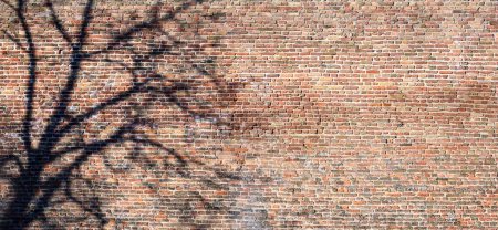 Foto de A textured bric copy space wall with no people picture structured by element of beautiful rustic vintage surface with dead black tree nearby. Horizontal photo can be used as background. - Imagen libre de derechos