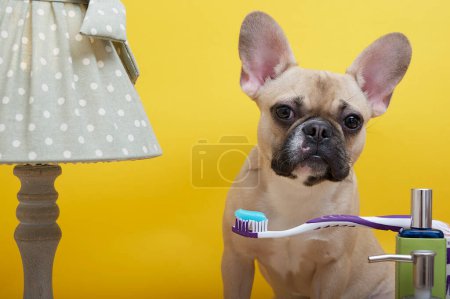 Téléchargez les photos : A french bulldog breed dog with a funny muzzle sits against a yellow wall near a vintage green lamp and looks attentively at a brush with toothpaste. The dog takes care of hygiene. - en image libre de droit